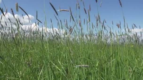 Le vent fort incline Phleum pratense dans le champ à la journée ensoleillée d'été 