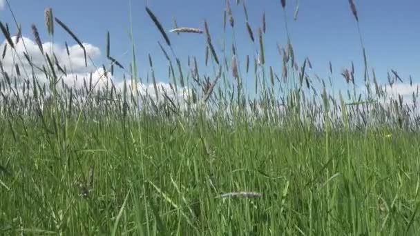 大风使草草猫尾在田野上的夏天阳光明媚的一天 — 图库视频影像