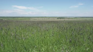 Güçlü rüzgar yaz güneşli gün alanında Timothy çimen Phleum pratense zorluğunu