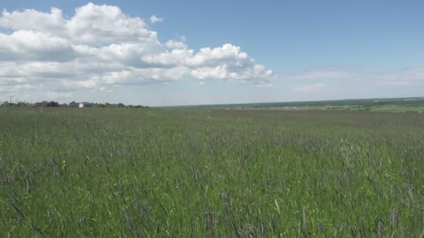 Güçlü Rüzgar Yaz Güneşli Gün Alanında Timothy Çimen Phleum Pratense — Stok video