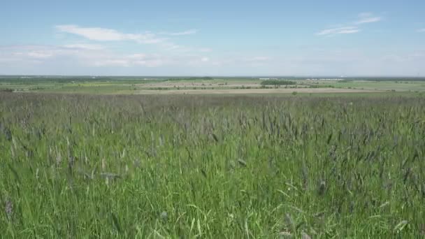 大风使草草猫尾在田野上的夏天阳光明媚的一天 — 图库视频影像