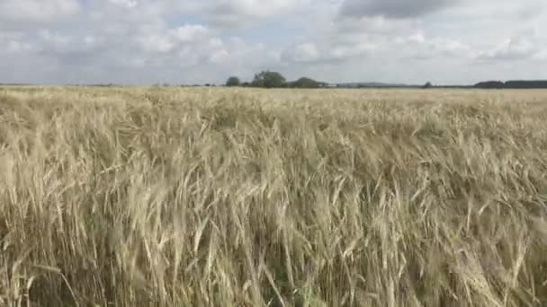 Вітрові Гойдалки Стиглі Вуха Пшениці Полі Сонячний День — стокове відео