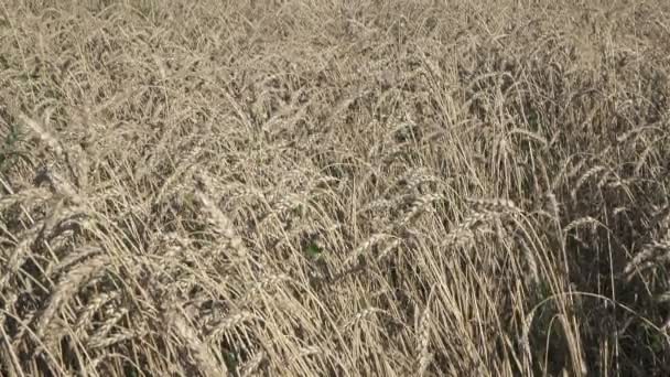 Viento Balancea Espigas Maduras Trigo Campo Día Soleado — Vídeos de Stock