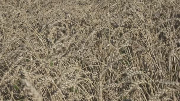 Viento Balancea Espigas Maduras Trigo Campo Día Soleado — Vídeos de Stock