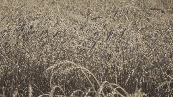 Viento Balancea Espigas Maduras Trigo Campo Día Soleado — Vídeos de Stock