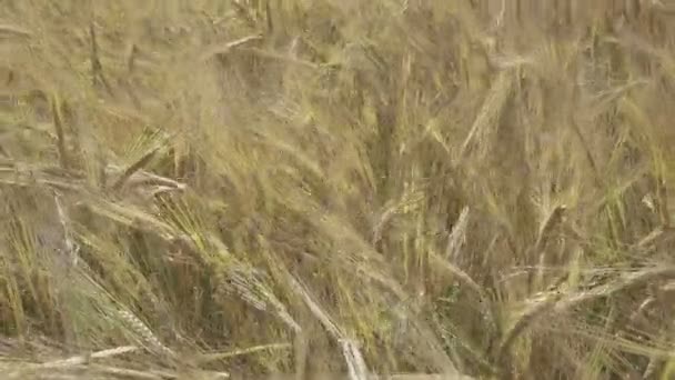 Viento Balancea Espigas Maduras Trigo Campo Día Soleado — Vídeos de Stock