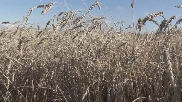 Viento Balancea Espigas Maduras Trigo Campo Día Soleado — Vídeo de stock