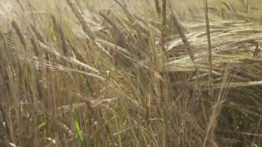 Rüzgar olgun kulakları buğday alanında güneşli bir günde salıncaklar