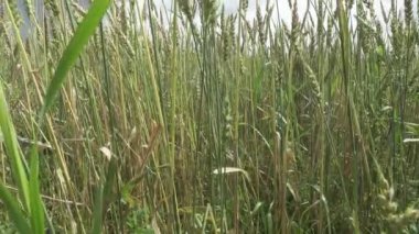 Rüzgar olgun kulakları buğday alanında güneşli bir günde salıncaklar