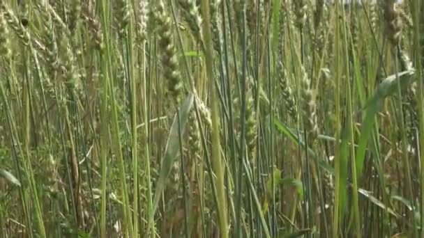 Вітрові Гойдалки Стиглі Вуха Пшениці Полі Сонячний День — стокове відео