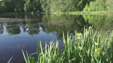 Iris pseudacorus sarı bayrak, sarı iris, su bayrak, kolu olan Iris, cins içinde bir tür güneşli gün gölde ailesinin açan banka