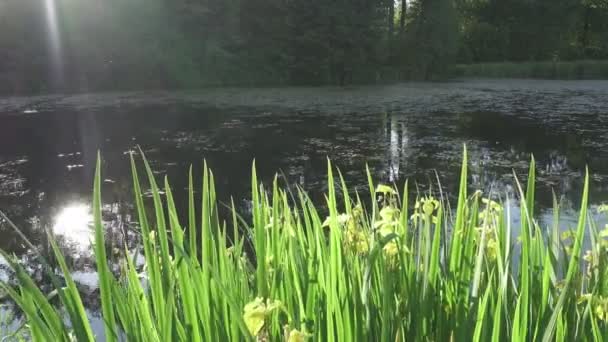 Iris Pseudacorus Sarı Bayrak Sarı Iris Bayrak Kolu Olan Iris — Stok video