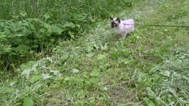 若い猫 サイアム オリエンタル グループ 緑の草に鉛のメコン ボブテイル散歩 — ストック動画