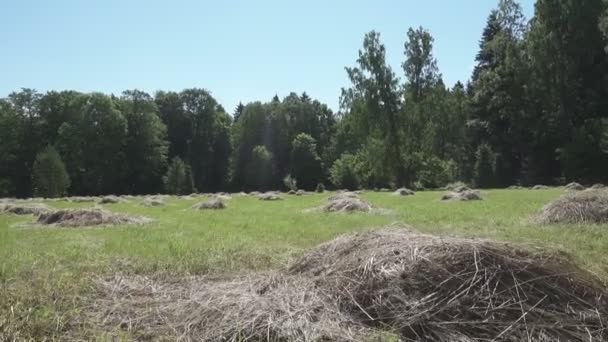 Macchina Fotografica Muove Orlo Del Bosco Che Toglie Attraverso Quercia — Video Stock