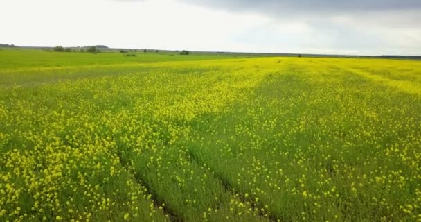 Vista Aerea Dal Drone Nel Campo Colza Brassica Napus Nella — Video Stock