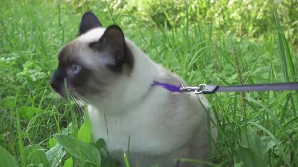 若い猫 サイアム オリエンタル グループ 緑の草に鉛のメコン ボブテイル散歩 — ストック動画