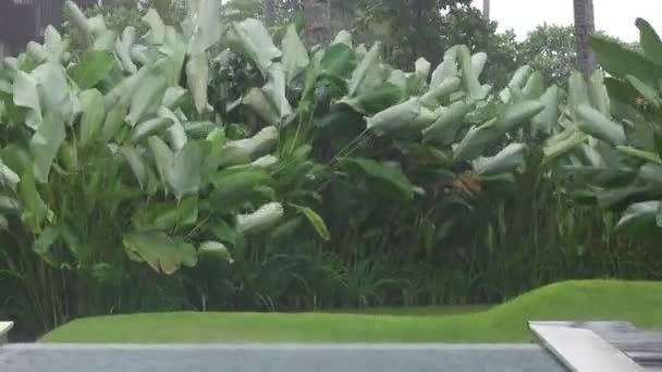 Der tropische Regen und starker Wind lässt Palmen im tropischen Resort schwingen — Stockvideo