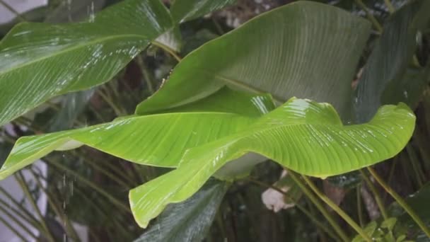 Las Lluvias Tropicales Cierran Gotas Lluvia Caen Bajan Las Grandes — Vídeos de Stock