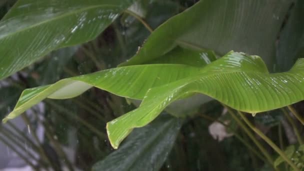 Tropikalny Zamknij Się Spada Deszcz Deszcz Rolki Duże Zielone Liście — Wideo stockowe