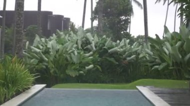 Palm ağaçlar tropikal tatil tropikal yağmur ve güçlü Rüzgar hali