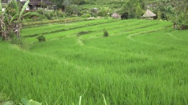 pirinç teras ve palmiye ağaçları Dağı'nın ve çiftçilerin ev görüntüleri. Bali. Endonezya