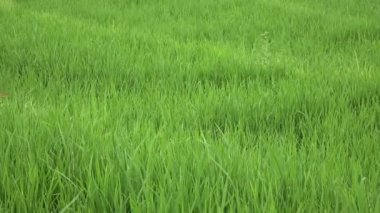 pirinç teras ve palmiye ağaçları Dağı'nın ve çiftçilerin ev görüntüleri. Bali. Endonezya