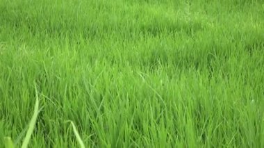 pirinç teras ve palmiye ağaçları Dağı'nın ve çiftçilerin ev görüntüleri. Bali. Endonezya