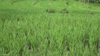 pirinç teras ve palmiye ağaçları Dağı'nın ve çiftçilerin ev görüntüleri. Bali. Endonezya