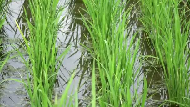 Imagens Sobre Terraço Arroz Palmeiras Montanha Casa Agricultores Bali Indonésia — Vídeo de Stock