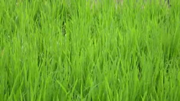 Съемка Рисовой Террасе Пальмах Гор Дома Фермеров Бали Индонезия — стоковое видео