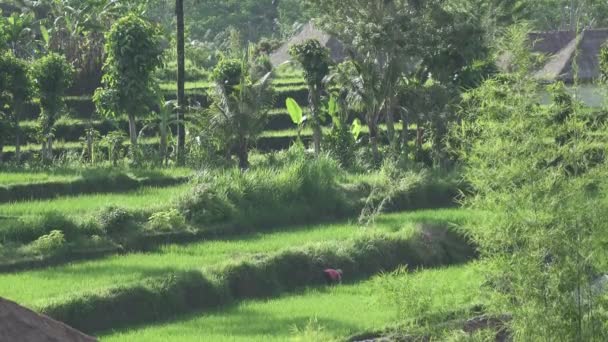 Filmaufnahmen Über Reisterrassen Und Palmen Von Bergen Und Bauernhäusern Bali — Stockvideo