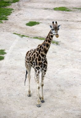 kumlu bir geçit zürafa