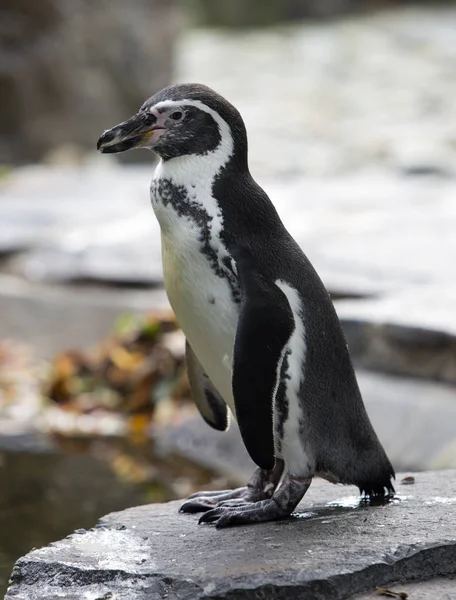 Tučňák Humboldtův Skále — Stock fotografie
