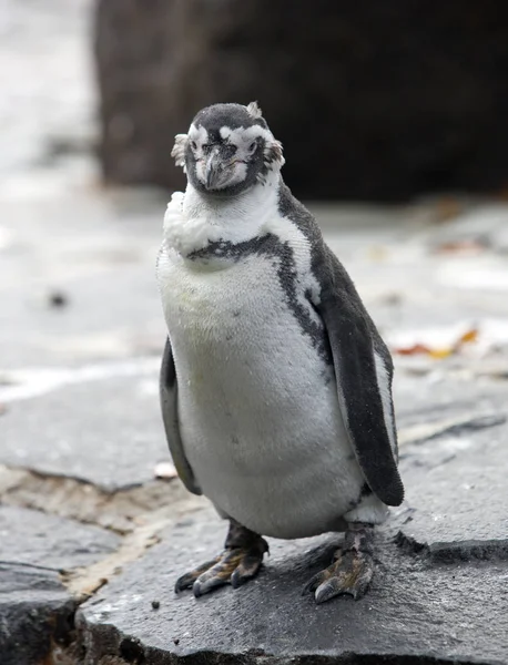 Humboldt Pingüino Roca — Foto de Stock