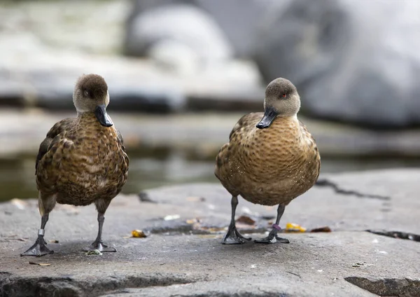 Ducks Drake Lake — Stock Photo, Image