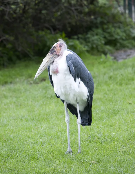 Marabou Fågeln Nära Håll Soliga Dag — Stockfoto