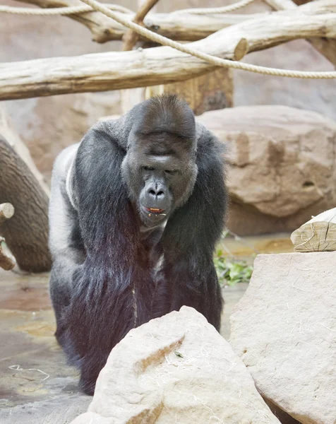 Den Manliga Gorillan Som Närbild Soliga Dag — Stockfoto