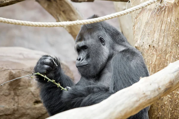 Den Manliga Gorillan Med Kvist — Stockfoto