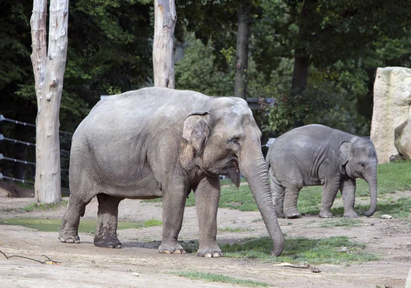 Indisk Elefant Med Baby Elefant — Stockfoto