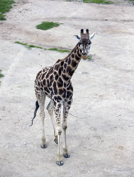 Girafa Uma Passarela Arenosa — Fotografia de Stock
