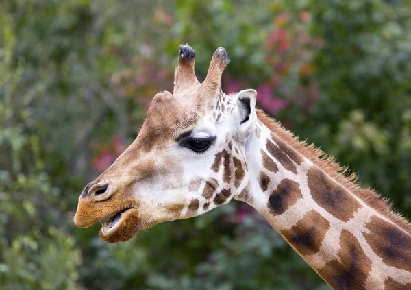 Retrato Uma Girafa Fundo Folhagem Verde — Fotografia de Stock