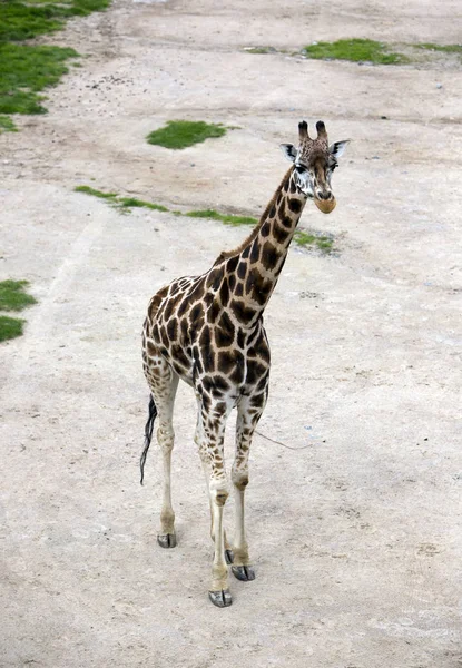 Giraffe Auf Sandigem Fußweg — Stockfoto