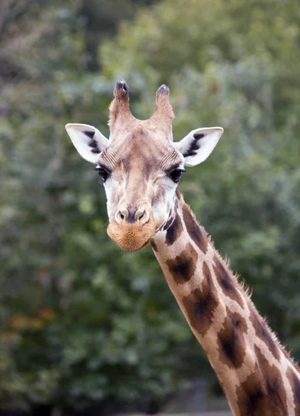 Porträt Einer Giraffe Vor Grünem Laub — Stockfoto