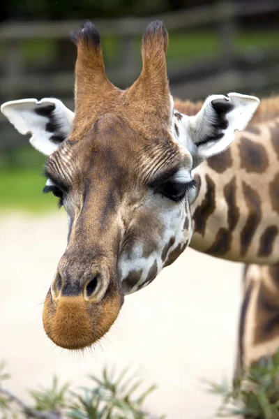 Portrét Žirafa Pozadí Zelené Listí — Stock fotografie