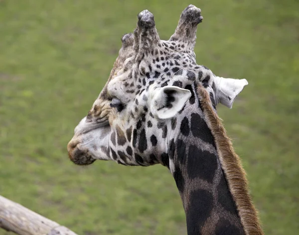 Giraff Porträtt Grönt Gräs Bak — Stockfoto