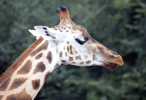 Portret Van Een Giraffe Achtergrond Van Het Groene Loof — Stockfoto