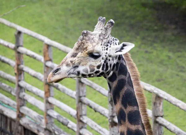 Girafa Retrato Verde Grama Backgroun — Fotografia de Stock