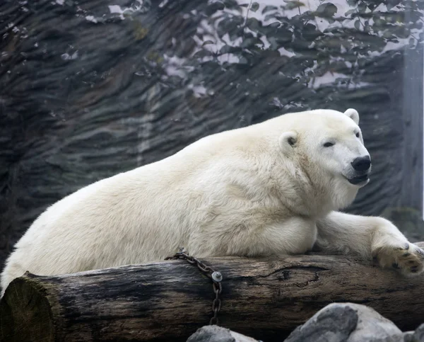 Polar Vit Bear Close Upp Soliga Dag — Stockfoto