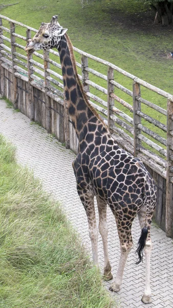 Girafa Retrato Verde Grama Backgroun — Fotografia de Stock
