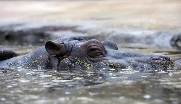 Hippo Lies Water — Stock Photo, Image